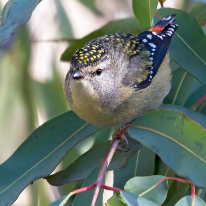 Spotted Pardalote (Pardalotus punctatus)